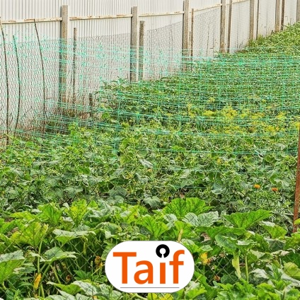   Taif - Siatka drogowa do zabezpieczenia poboczy i nasypów, wykonana z polipropylenu, o oczkach 6x6 cm i grubości 4 mm. 