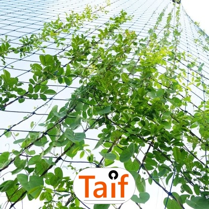  Taif - Siatka na autostradę i drogę 