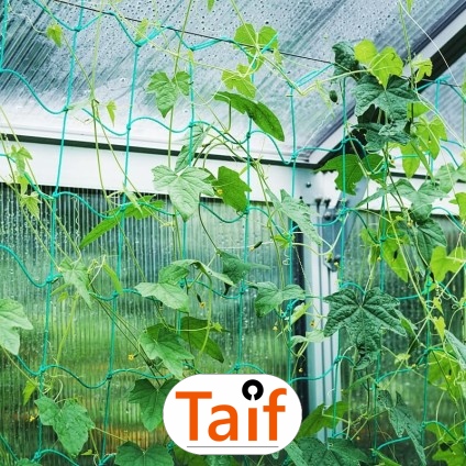  Taif - Siatka do zabezpieczenia autostrad i dróg z polipropylenu o oczku 6x6 cm i grubości 4 mm w kolorze zielonym lub grafitowym. 