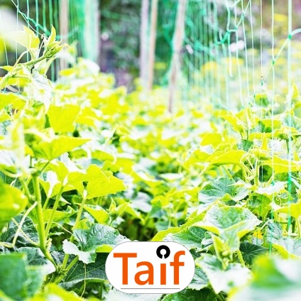   Taif - Trwała siatka drogowa z polipropylenu o oczku 4,5 cm, wybierana do optymalnego wykonawstwa dróg i autostrad. 