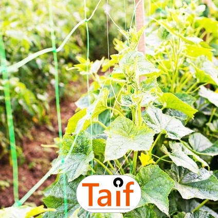   Taif - Siatka drogowa do zabezpieczenia poboczy i nasypów, wykonana z polipropylenu, o oczkach 6x6 cm i grubości 4 mm. 