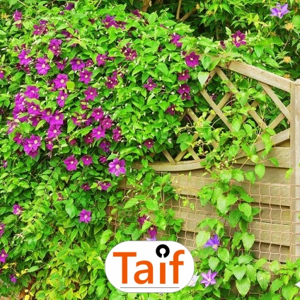   Taif - Sezonowa siatka ochronna na autostrady i drogi z polipropylenu, 6 mm, zielona, o oczkach 10x10 cm. 