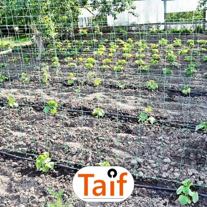  Taif - Siatka do zabezpieczenia autostrad i dróg z polipropylenu o oczku 6x6 cm i grubości 4 mm w kolorze zielonym lub grafitowym. 