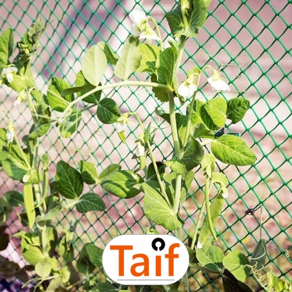   Taif - Siatka na autostrady i drogi z polipropylenu, najlepsze wytrzymałe rozwiązanie w bardzo atrakcyjnej cenie, najczęściej stosowane mocne wykonanie. 