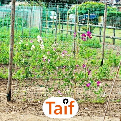   Taif - Siatka zabezpieczająca autostrady i drogi z polipropylenu, szaro-czarna, o oczku 1x1 cm, do zabezpieczeń przed uszkodzeniami. 