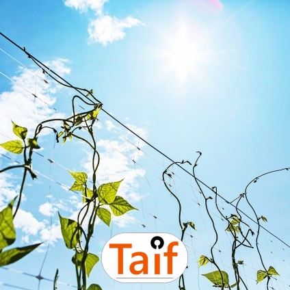  Taif - Sezonowa siatka ochronna na autostrady i drogi z polipropylenu o oczku 1x1 cm. 