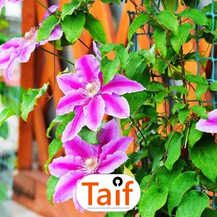   Taif - Siatka do zabezpieczenia autostrad i dróg z polipropylenu o oczku 6x6 cm i grubości 4 mm w kolorze zielonym lub grafitowym. 