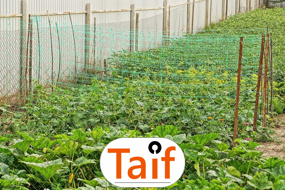   Taif - Siatka drogowa do zabezpieczenia poboczy i nasypów, wykonana z polipropylenu, o oczkach 6x6 cm i grubości 4 mm. 