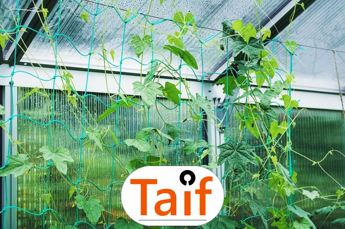  Taif - Siatka do zabezpieczenia autostrad i dróg z polipropylenu o oczku 6x6 cm i grubości 4 mm w kolorze zielonym lub grafitowym. 