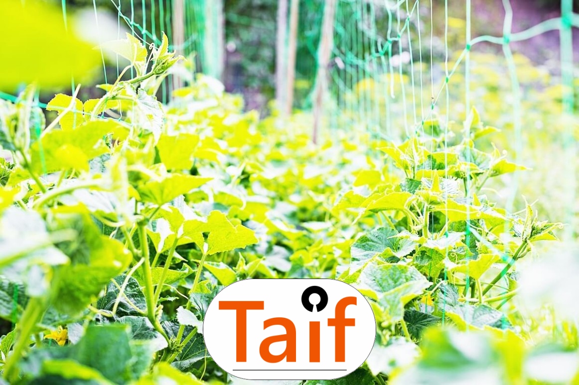   Taif - Trwała siatka drogowa z polipropylenu o oczku 4,5 cm, wybierana do optymalnego wykonawstwa dróg i autostrad. 