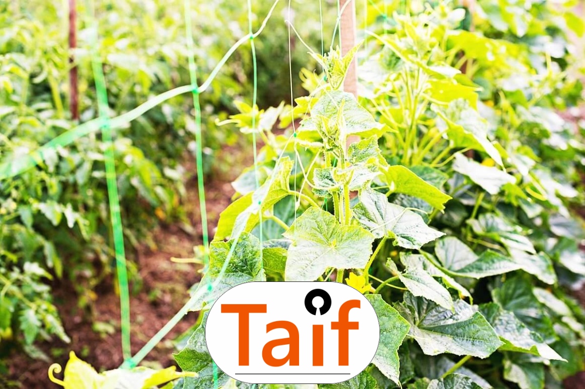   Taif - Siatka drogowa do zabezpieczenia poboczy i nasypów, wykonana z polipropylenu, o oczkach 6x6 cm i grubości 4 mm. 