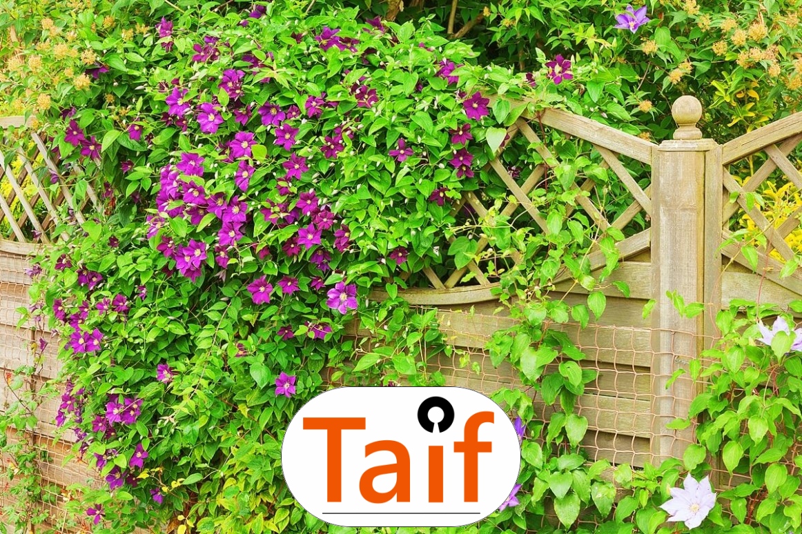   Taif - Sezonowa siatka ochronna na autostrady i drogi z polipropylenu, 6 mm, zielona, o oczkach 10x10 cm. 