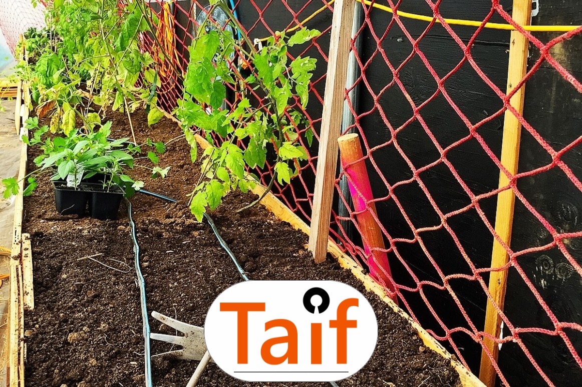   Taif - Siatka drogowa i autostradowa z polipropylenu do sezonowej ochrony zielonych terenów przy dużych oczkach. 