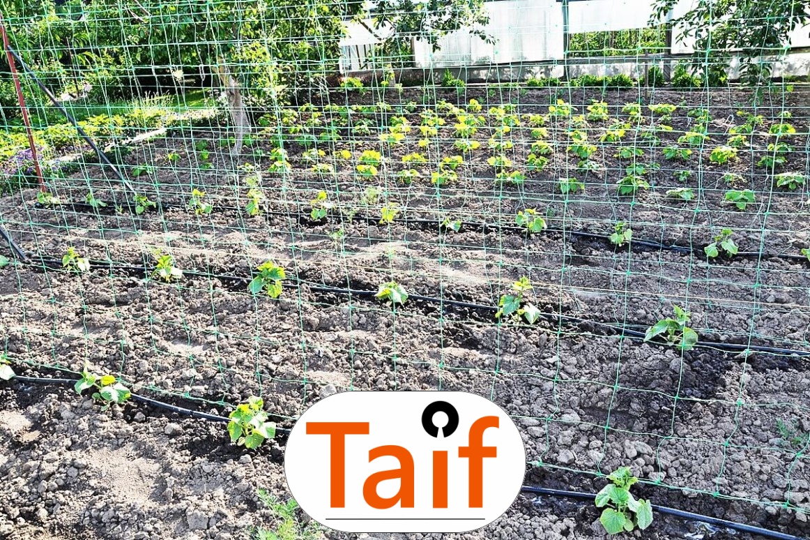   Taif - Siatka do zabezpieczenia autostrad i dróg z polipropylenu o oczku 6x6 cm i grubości 4 mm w kolorze zielonym lub grafitowym. 