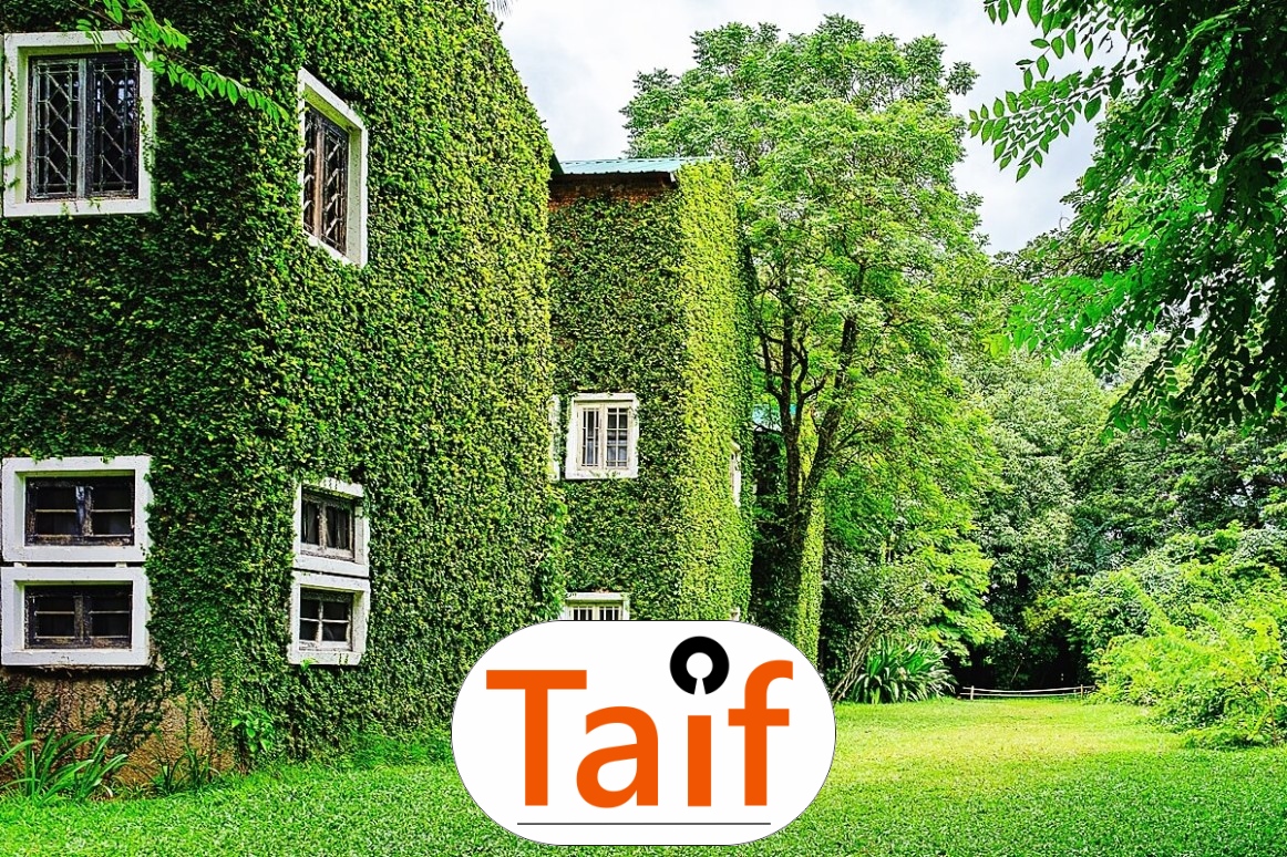   Taif - Siatka do zabezpieczenia autostrad i dróg z polipropylenu o oczku 6x6 cm i grubości 4 mm w kolorze zielonym lub grafitowym. 