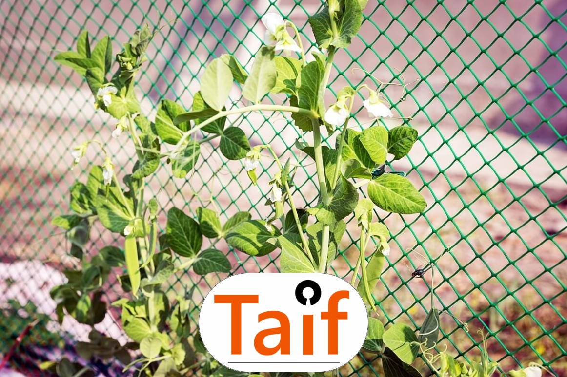   Taif - Siatka na autostrady i drogi z polipropylenu, najlepsze wytrzymałe rozwiązanie w bardzo atrakcyjnej cenie, najczęściej stosowane mocne wykonanie. 