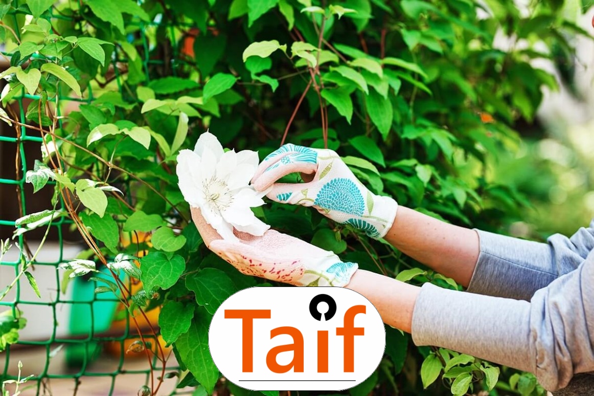   Taif - Siatka drogowa i autostradowa z polipropylenu do sezonowej ochrony zielonych terenów przy dużych oczkach. 