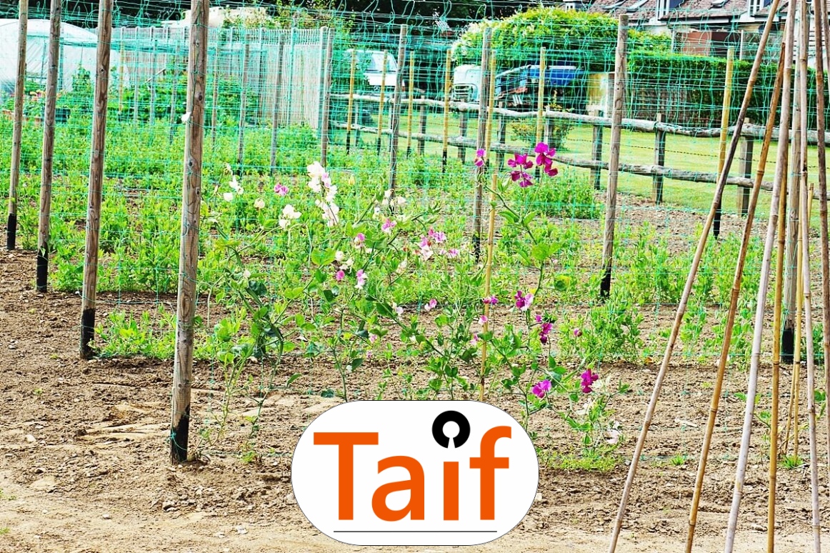   Taif - Siatka zabezpieczająca autostrady i drogi z polipropylenu, szaro-czarna, o oczku 1x1 cm, do zabezpieczeń przed uszkodzeniami. 