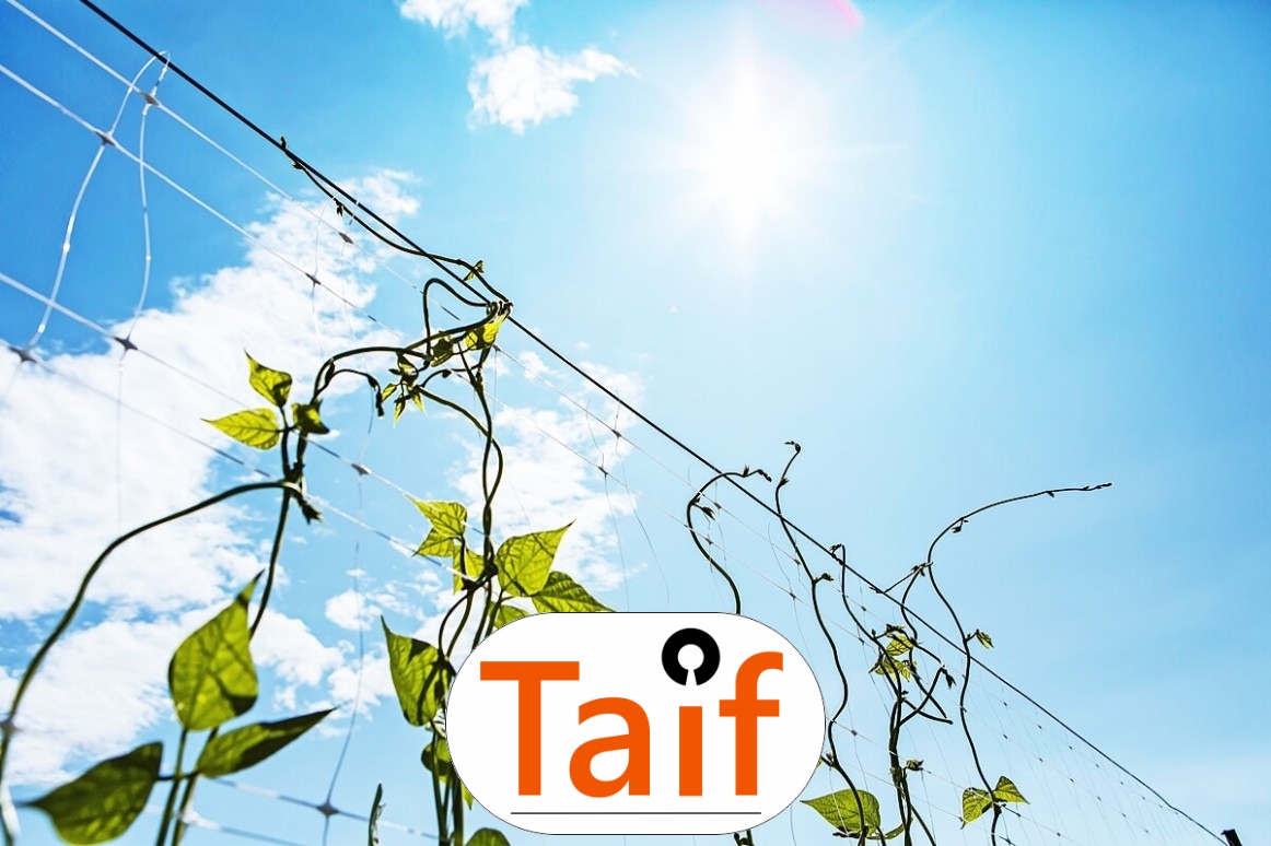  Taif - Sezonowa siatka ochronna na autostrady i drogi z polipropylenu o oczku 1x1 cm. 