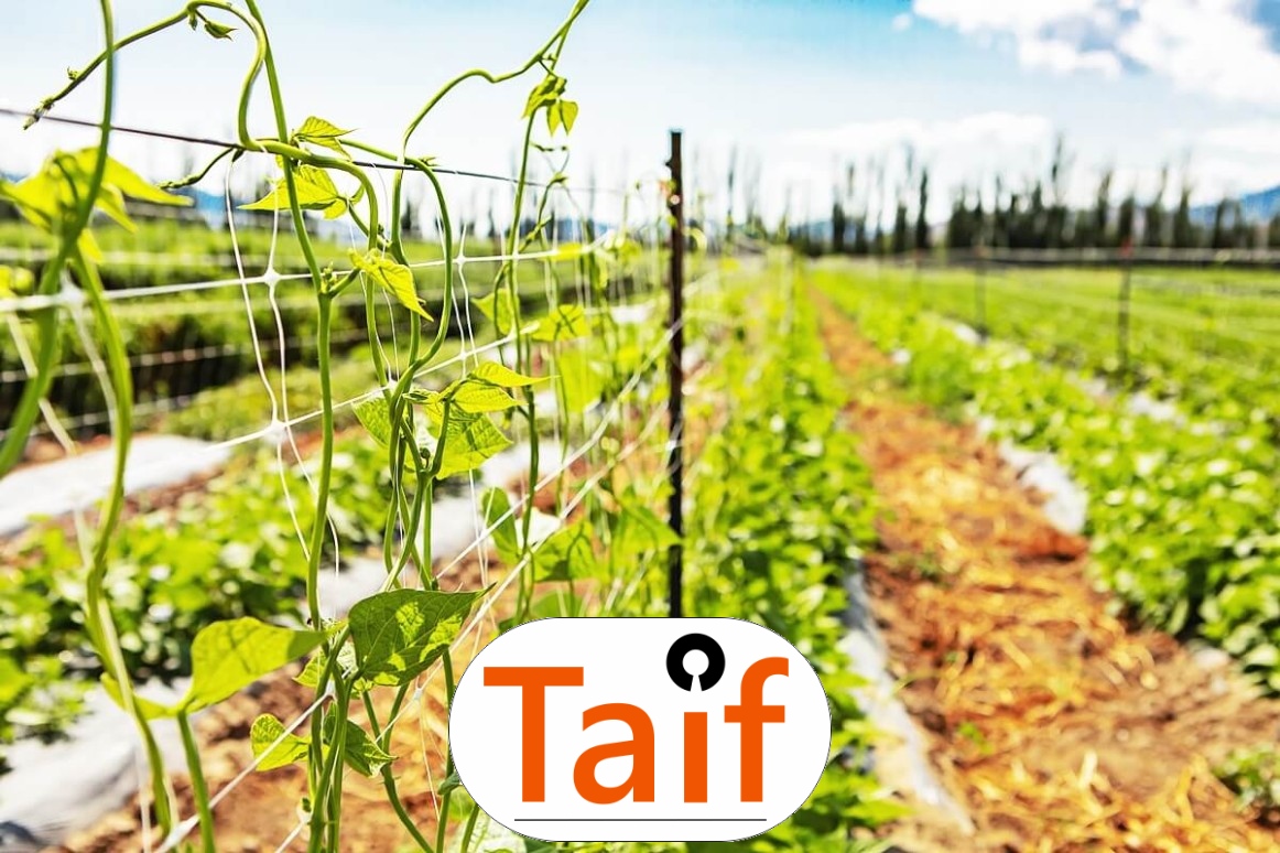   Taif - Siatka drogowa i autostradowa z polipropylenu do sezonowej ochrony zielonych terenów przy dużych oczkach. 