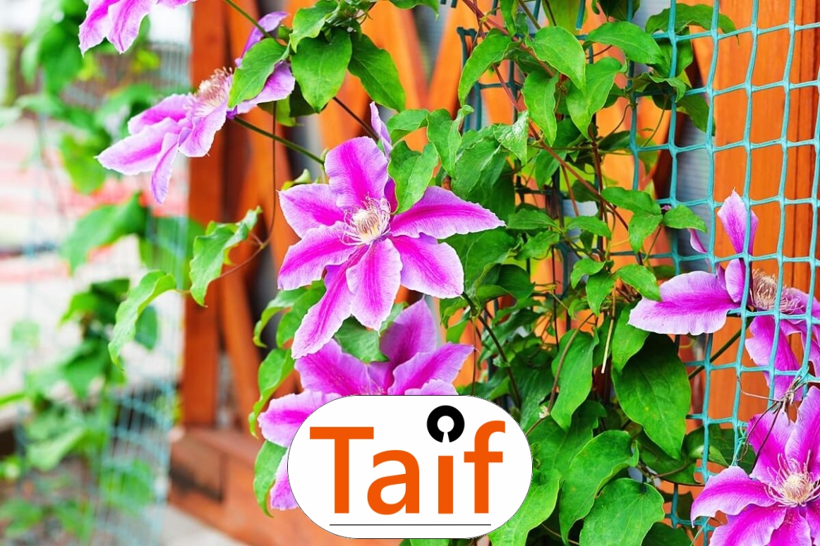   Taif - Siatka do zabezpieczenia autostrad i dróg z polipropylenu o oczku 6x6 cm i grubości 4 mm w kolorze zielonym lub grafitowym. 